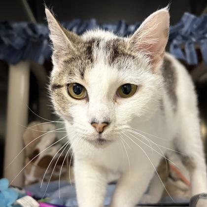 Enlarge Hartlee, a ADOPTABLE mixed breed in North Myrtle Beach, SC image 5/6