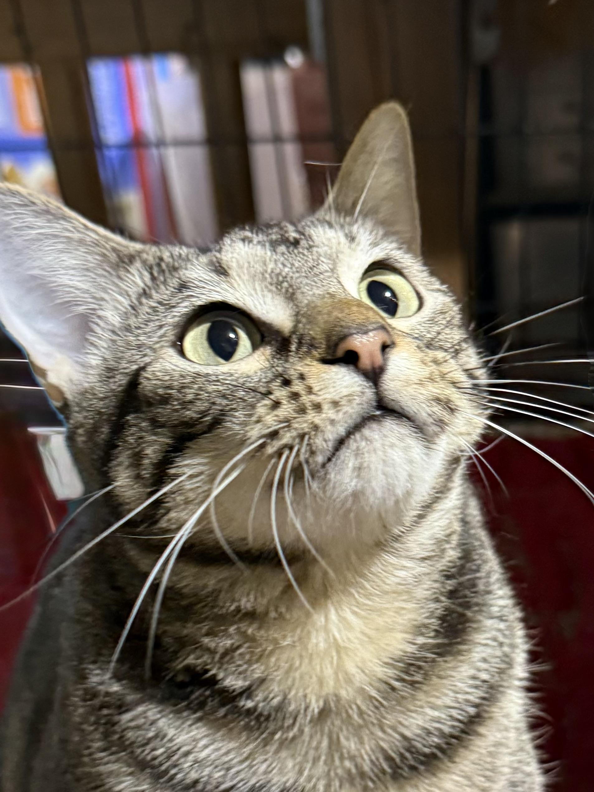 Enlarge MARLENE, a ADOPTABLE Domestic Short Hair in Lake Ozark, MO image 1/2