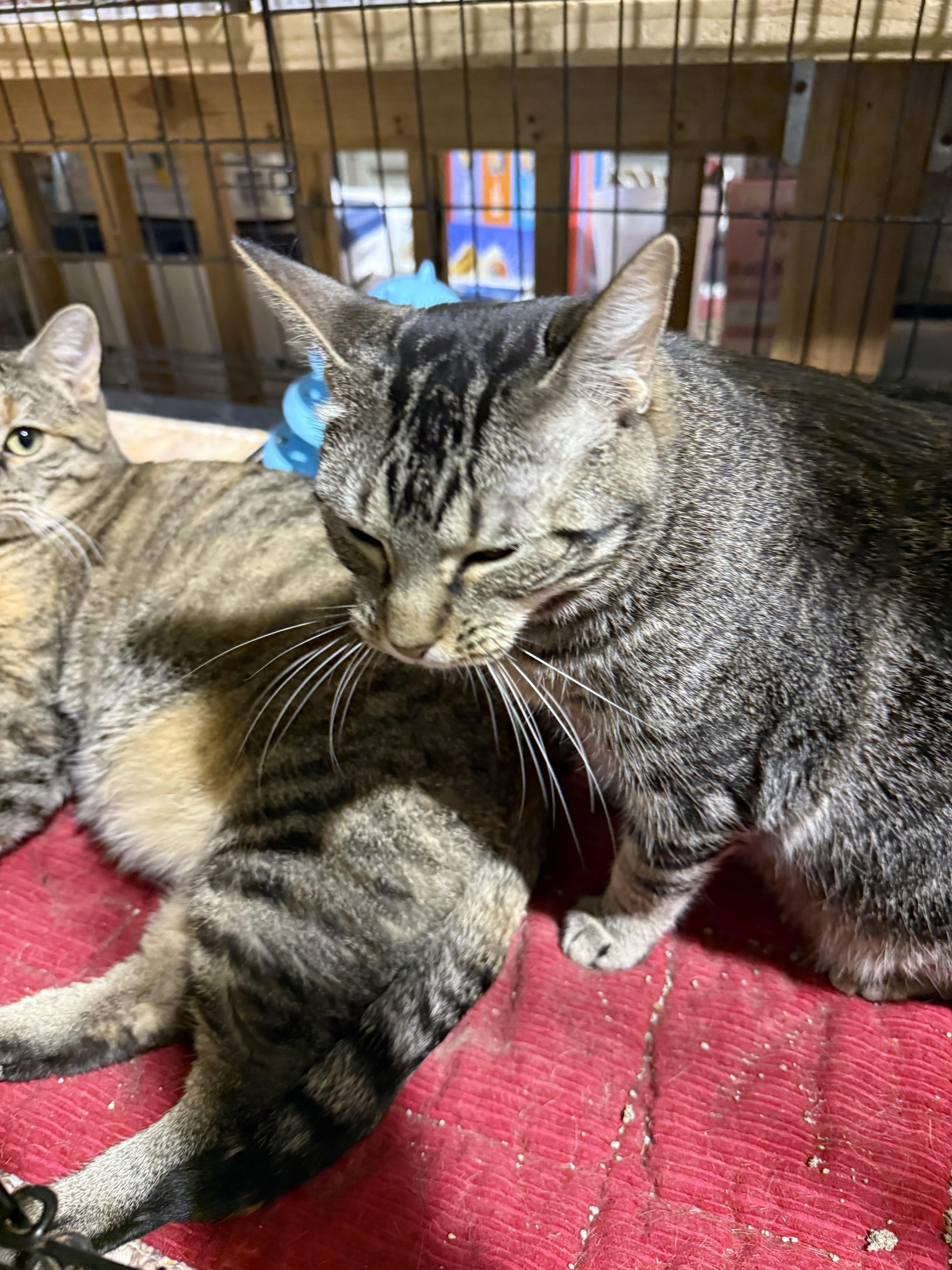 Enlarge MARLENE, a ADOPTABLE Domestic Short Hair in Lake Ozark, MO image 2/2