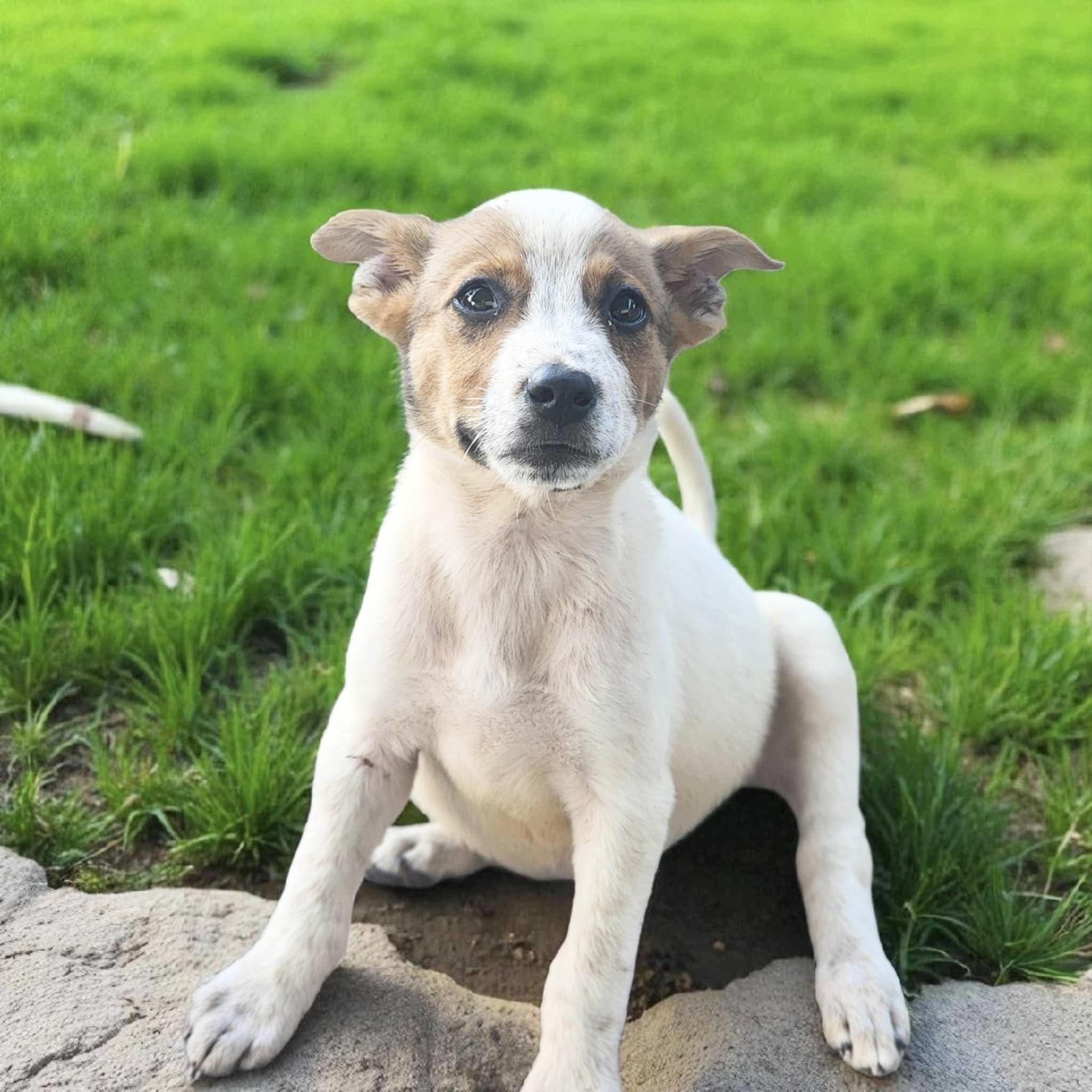 Caliche, an adoptable Australian Cattle Dog / Blue Heeler, Vizsla in Jerome, ID, 83338 | Photo Image 3