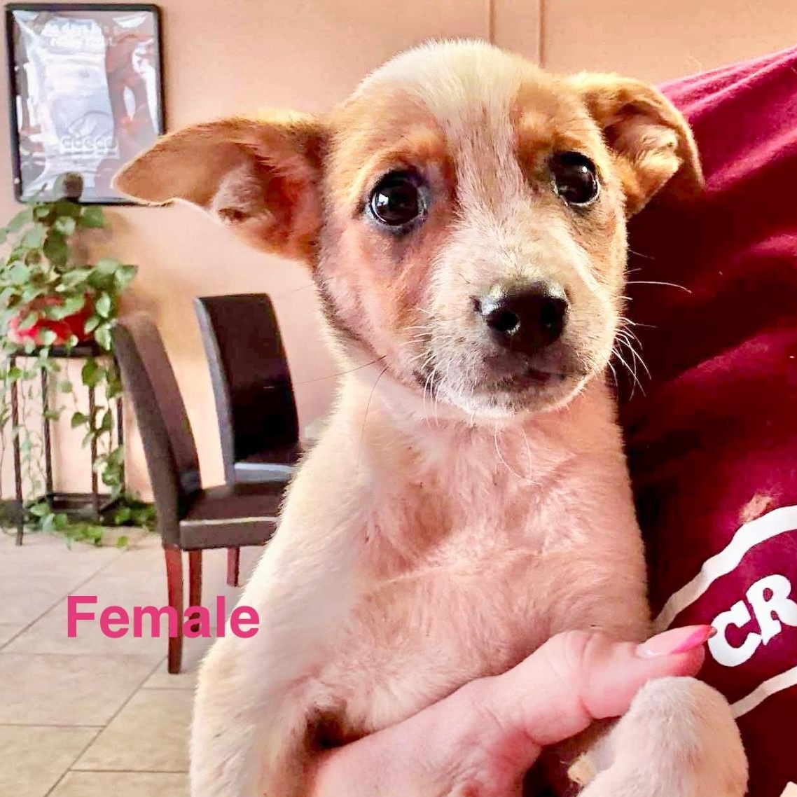 Caliche, an adoptable Australian Cattle Dog / Blue Heeler, Vizsla in Jerome, ID, 83338 | Photo Image 2