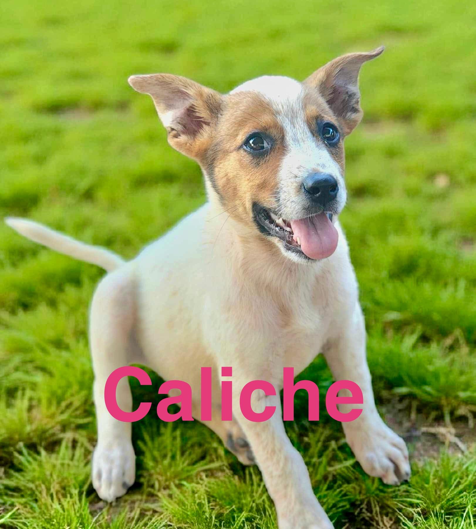 Caliche, an adoptable Australian Cattle Dog / Blue Heeler, Vizsla in Jerome, ID, 83338 | Photo Image 1