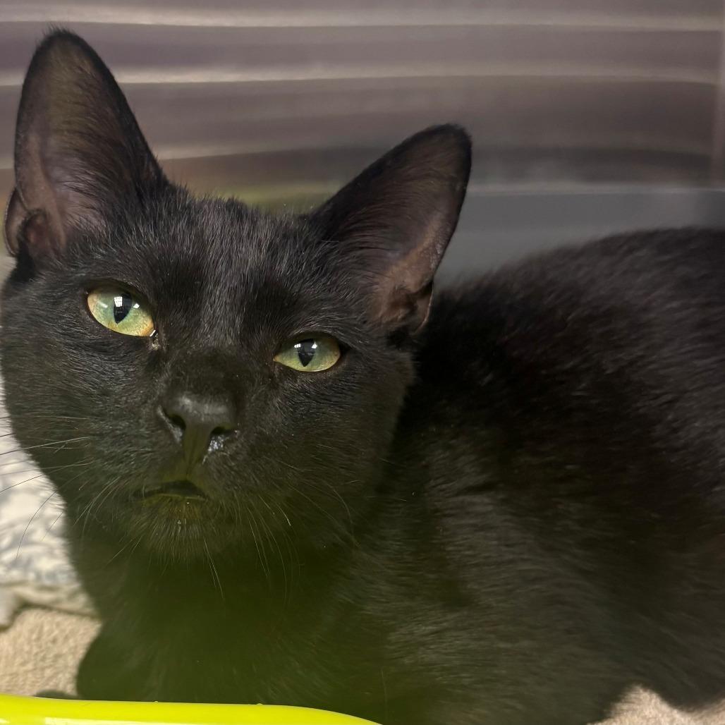 Enlarge Newman, a Adoptable Domestic Short Hair in East Hanover, NJ image 1/3