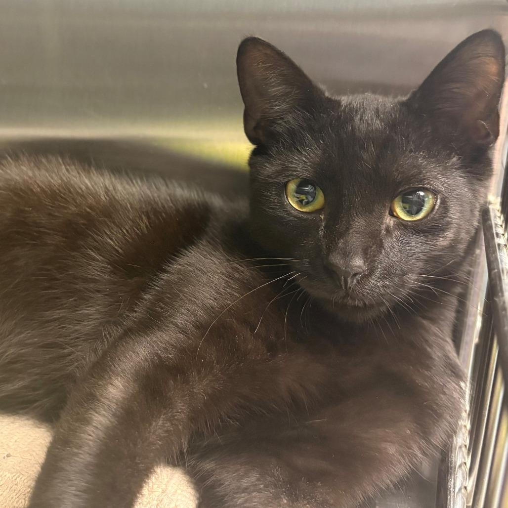 Enlarge Newman, a Adoptable Domestic Short Hair in East Hanover, NJ image 2/3