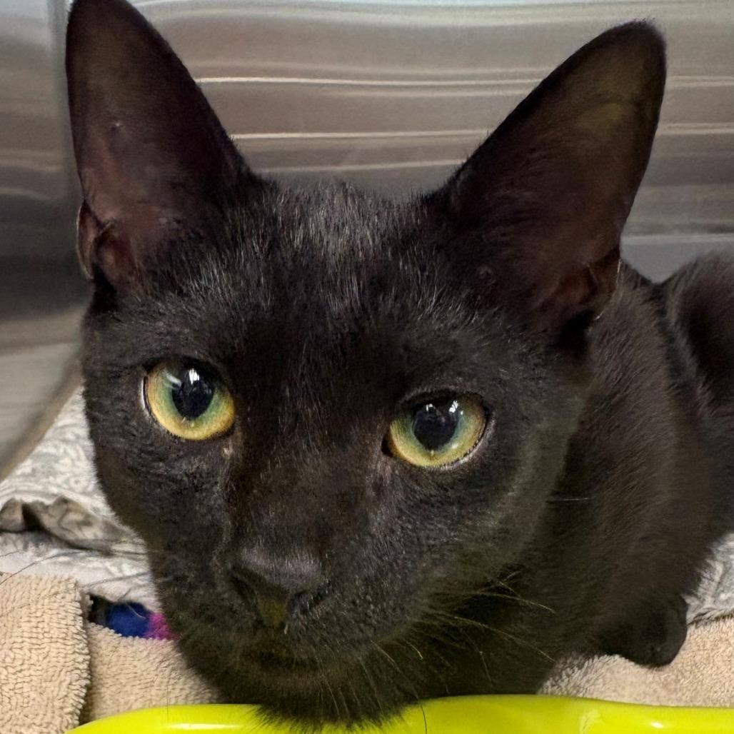 Enlarge Newman, a Adoptable Domestic Short Hair in East Hanover, NJ image 3/3