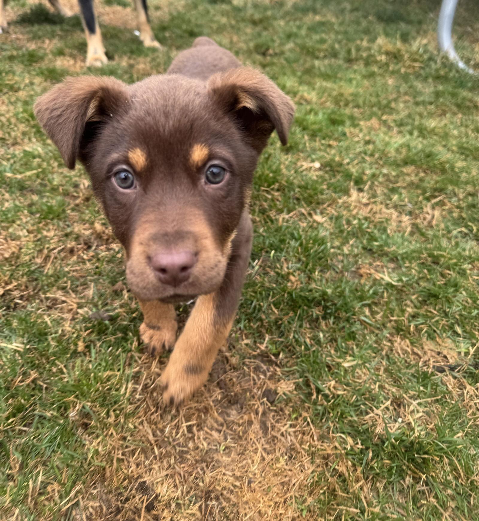 Beluga Whale — thumbnail 2