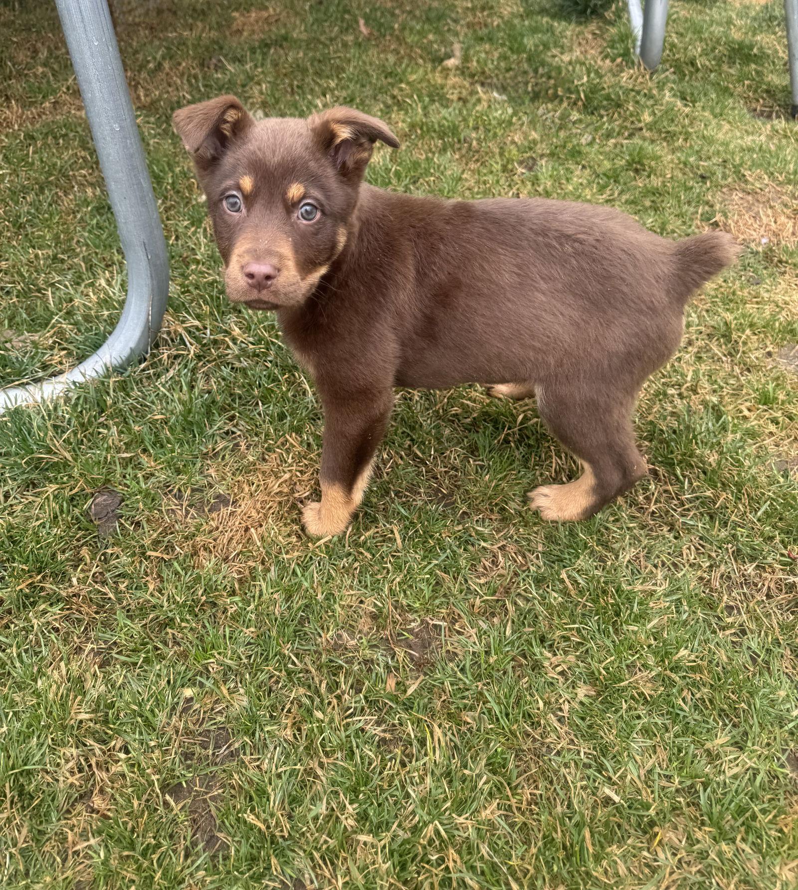 Beluga Whale — thumbnail 3