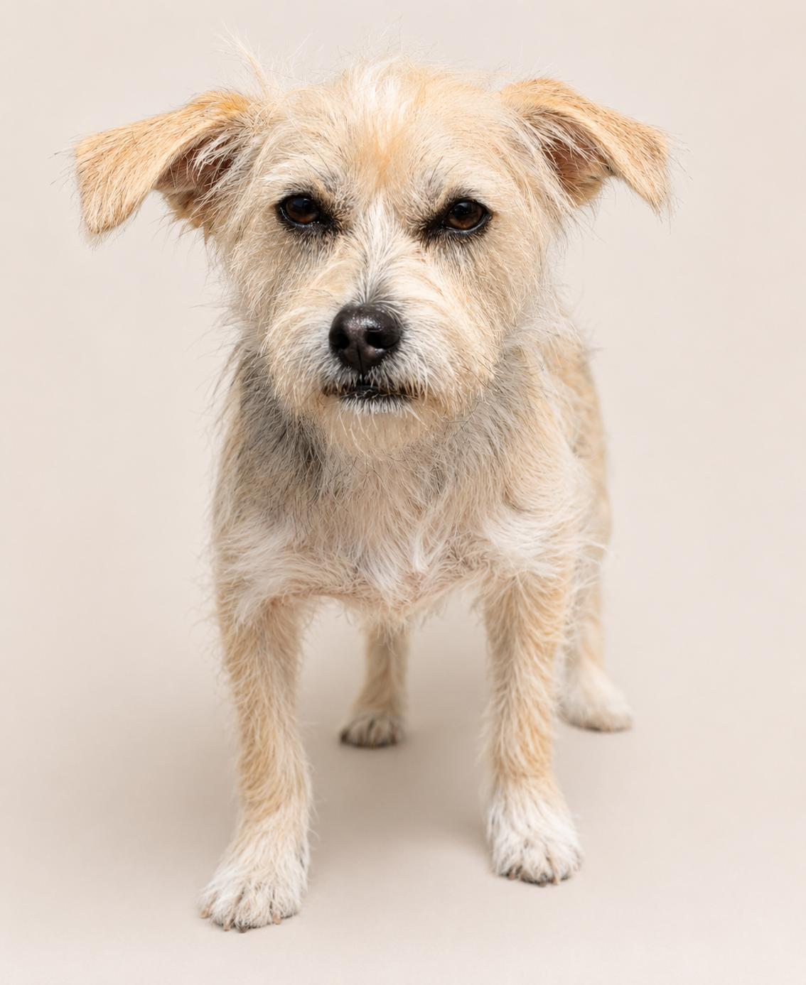 Shasta, Adoptable, Adult Female Norfolk Terrier & Yorkshire Terrier.