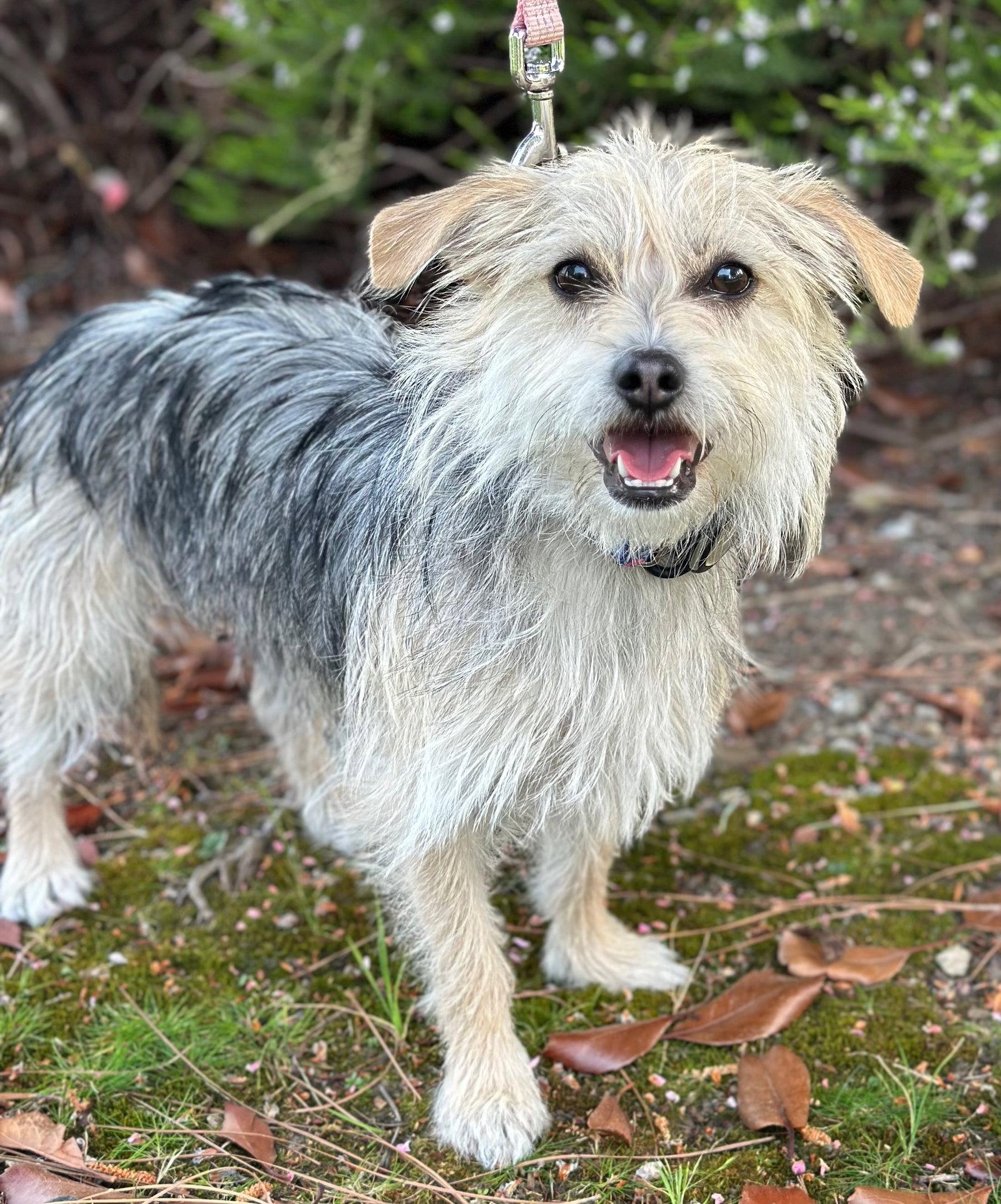 Enlarge Shasta, a Adoptable mixed breed in Palo Alto, CA image 1/3