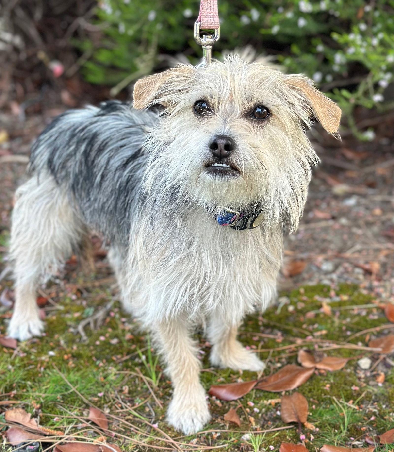 Enlarge Shasta, a Adoptable mixed breed in Palo Alto, CA image 2/3