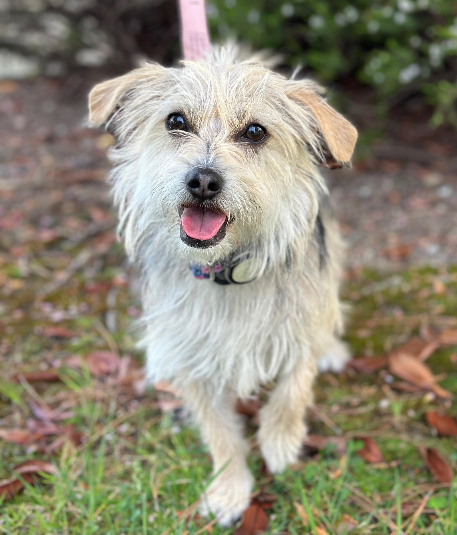 Enlarge Shasta, a Adoptable mixed breed in Palo Alto, CA image 3/3