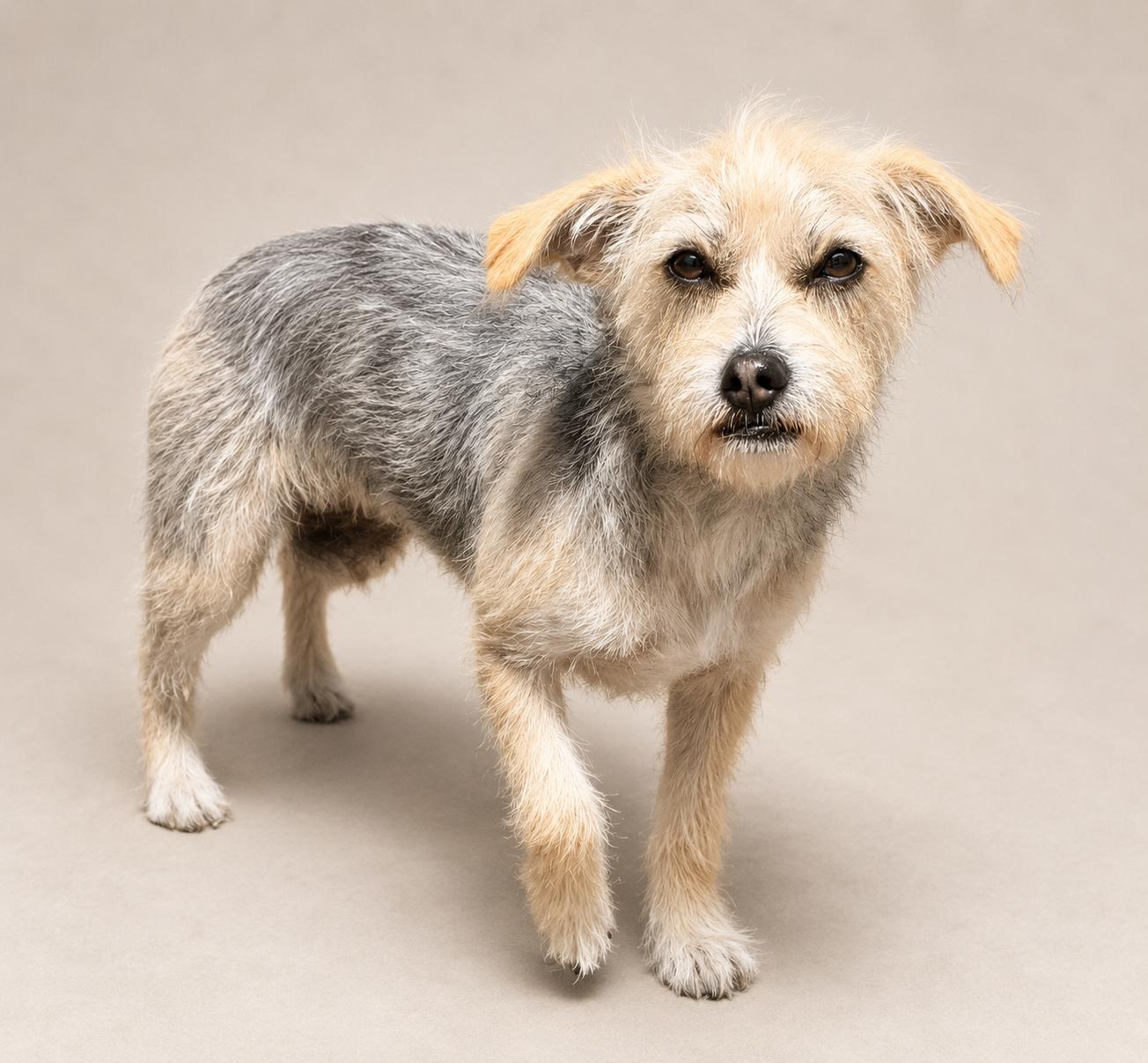 Shasta, a Adoptable mixed breed in Palo Alto, CA image 2/2