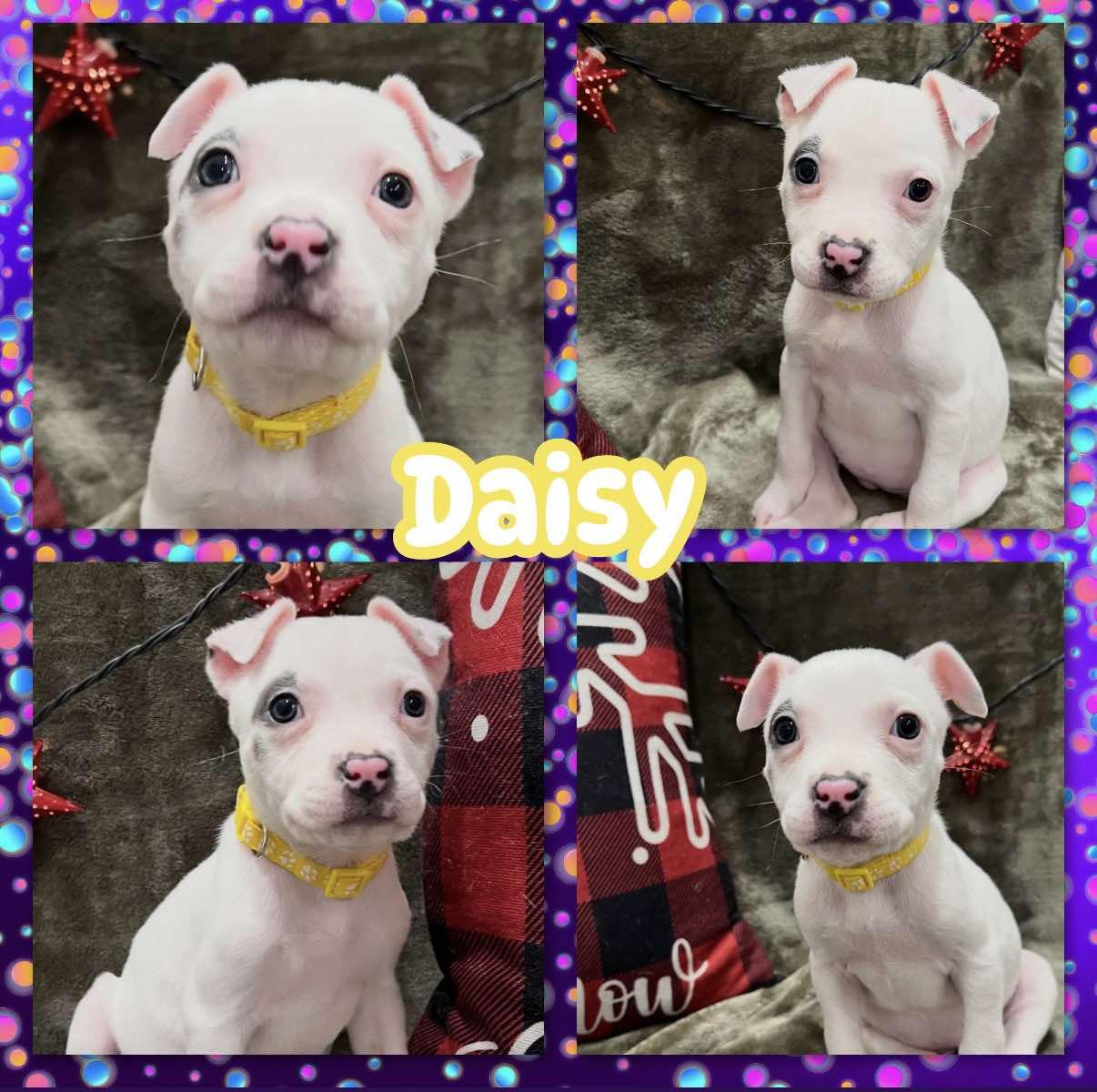 Daisy, ADOPTABLE, Puppy Female Pit Bull Terrier.