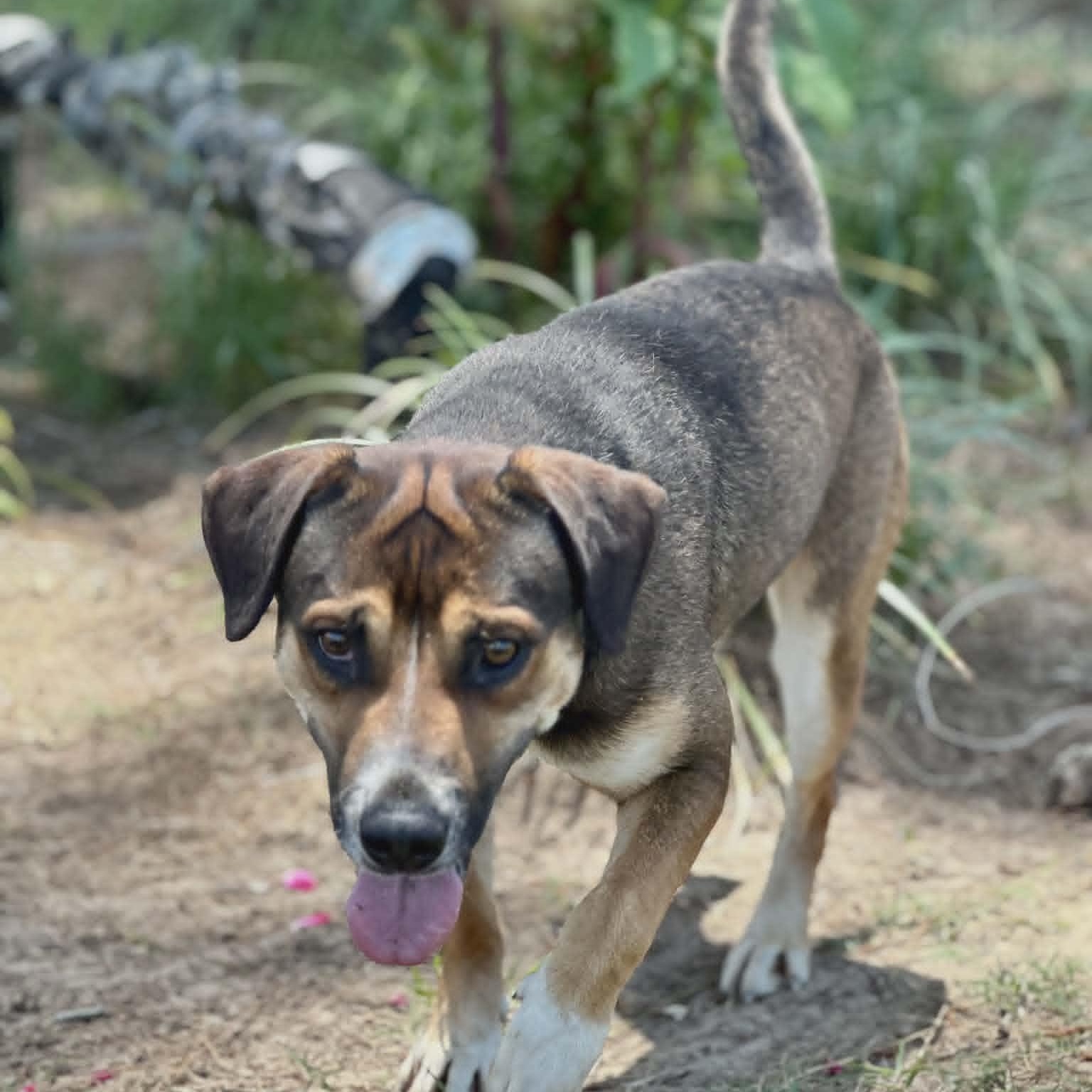 Enlarge Gordo, a ADOPTABLE Mixed Breed in Leesburg, GA image 2/2