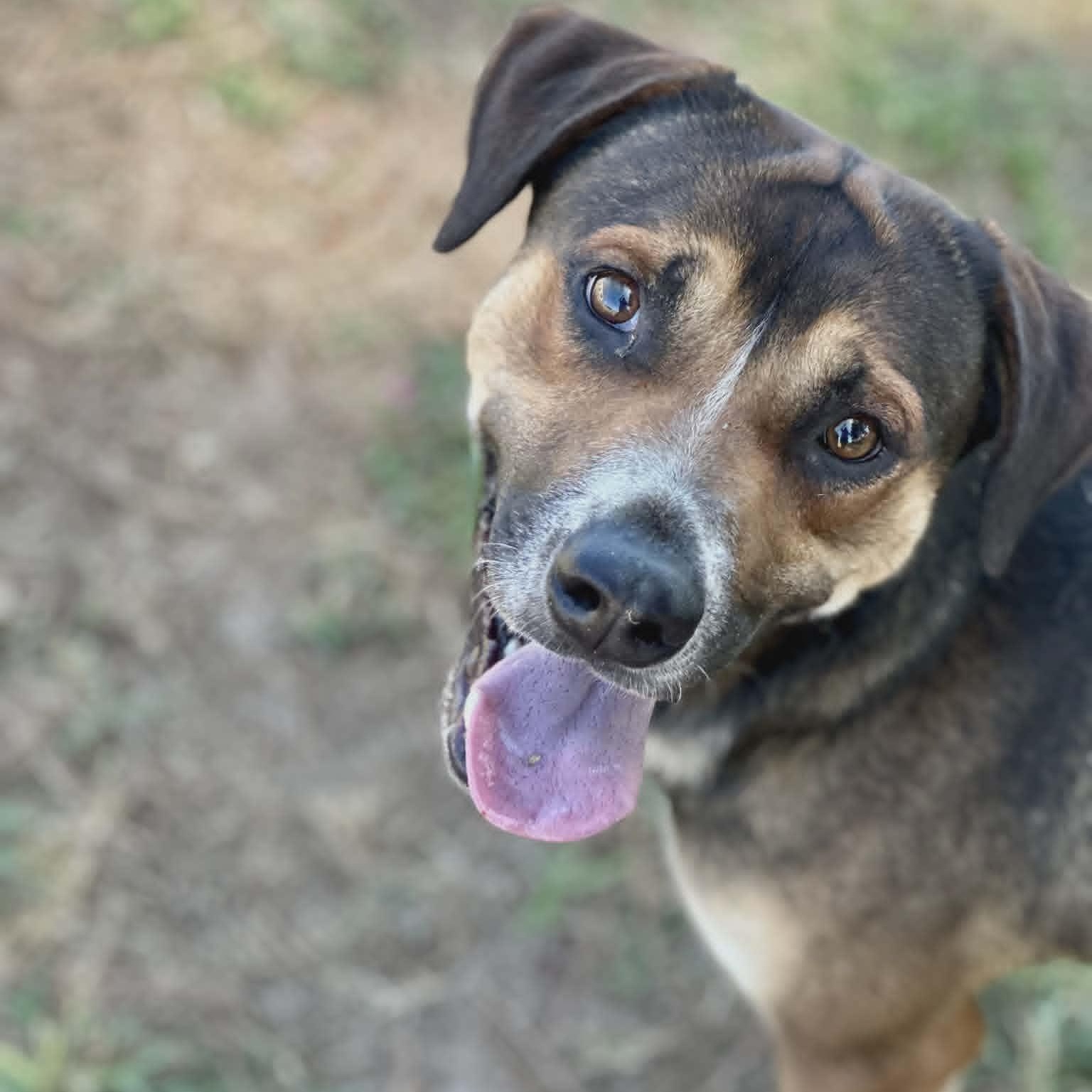 Gordo, ADOPTABLE, Young Male Mixed Breed.