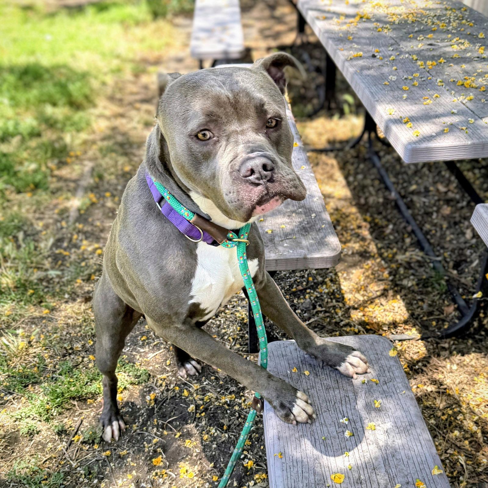 Monterey, Adoptable, Young Male Pit Bull Terrier.
