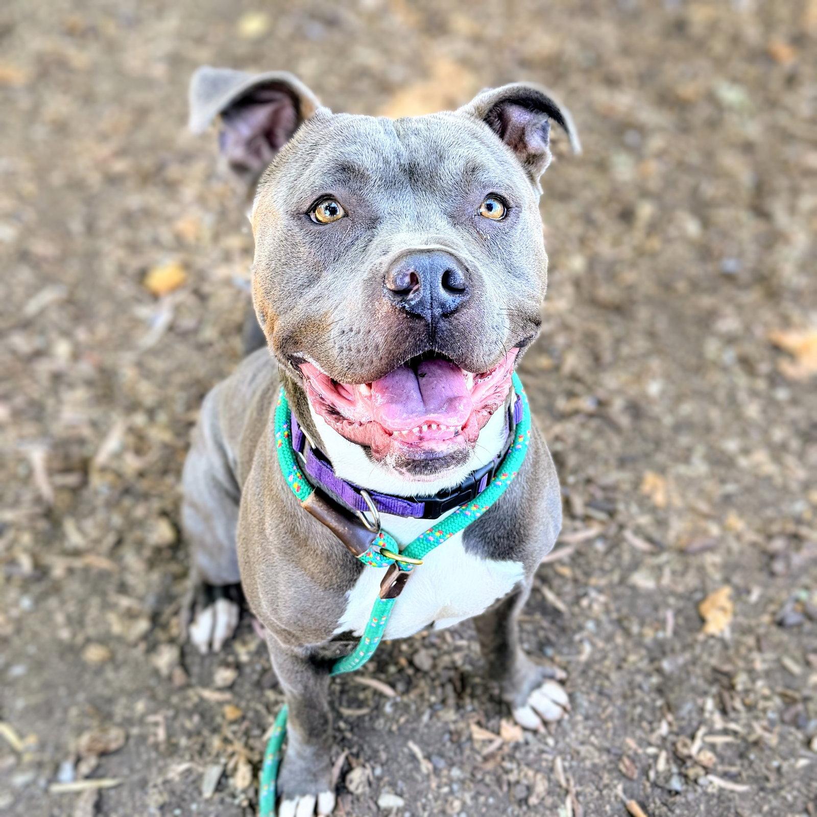 Monterey, Adoptable, Young Male Pit Bull Terrier.