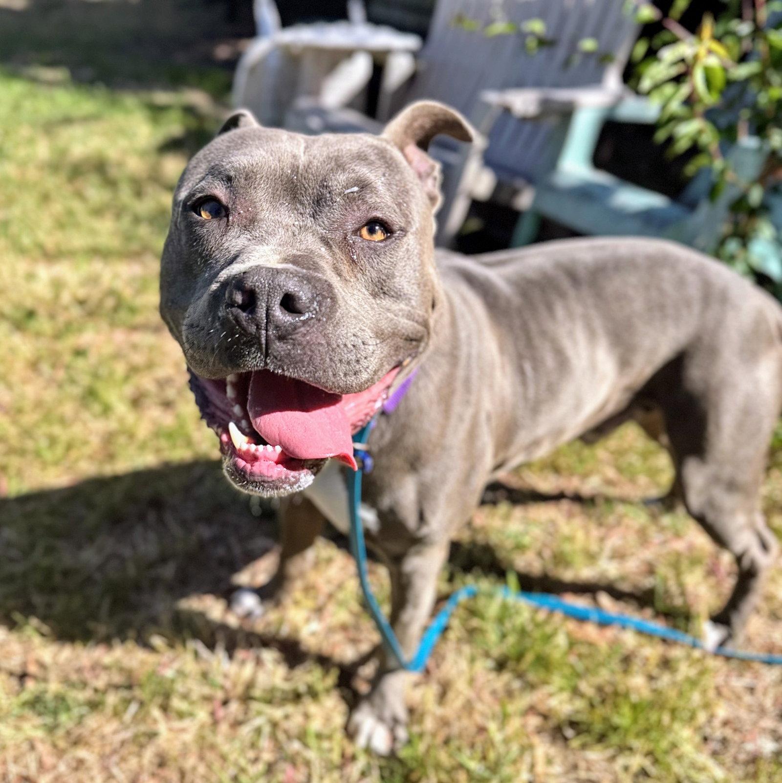 Monterey, a Adoptable Pit Bull Terrier in Oakland, CA image 2/3