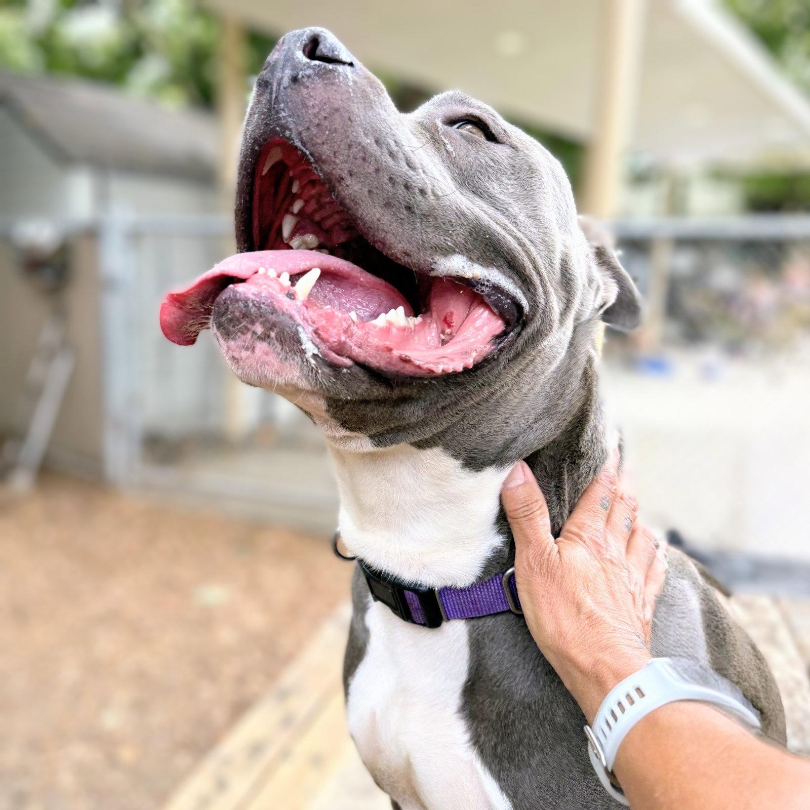 Enlarge Monterey, a Adoptable Pit Bull Terrier in Oakland, CA image 2/3