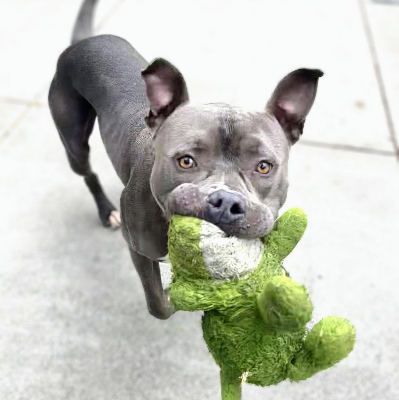 Monterey, a Adoptable Pit Bull Terrier in Oakland, CA image 3/3