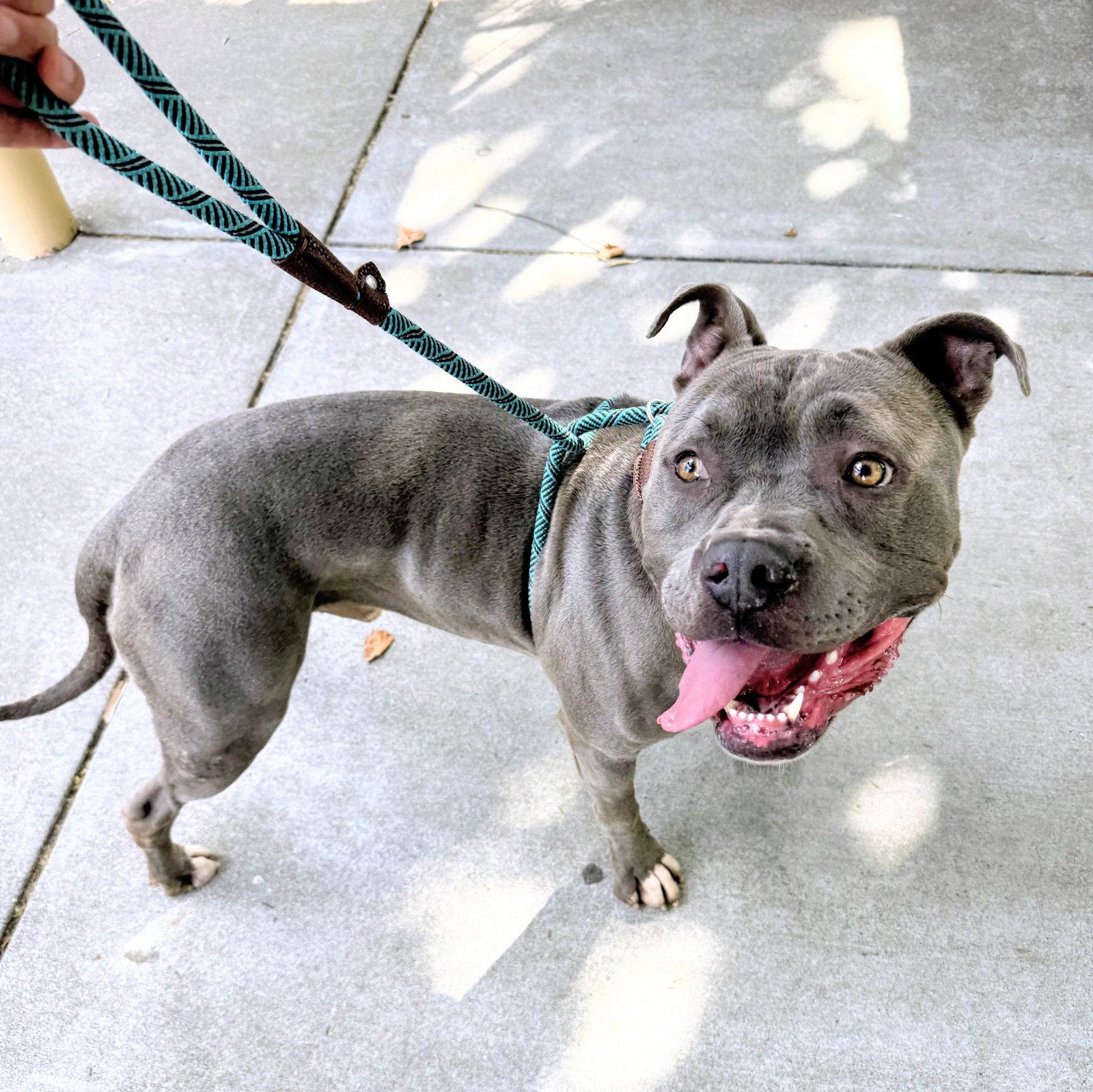 Enlarge Monterey, a Adoptable Pit Bull Terrier in Oakland, CA image 3/3