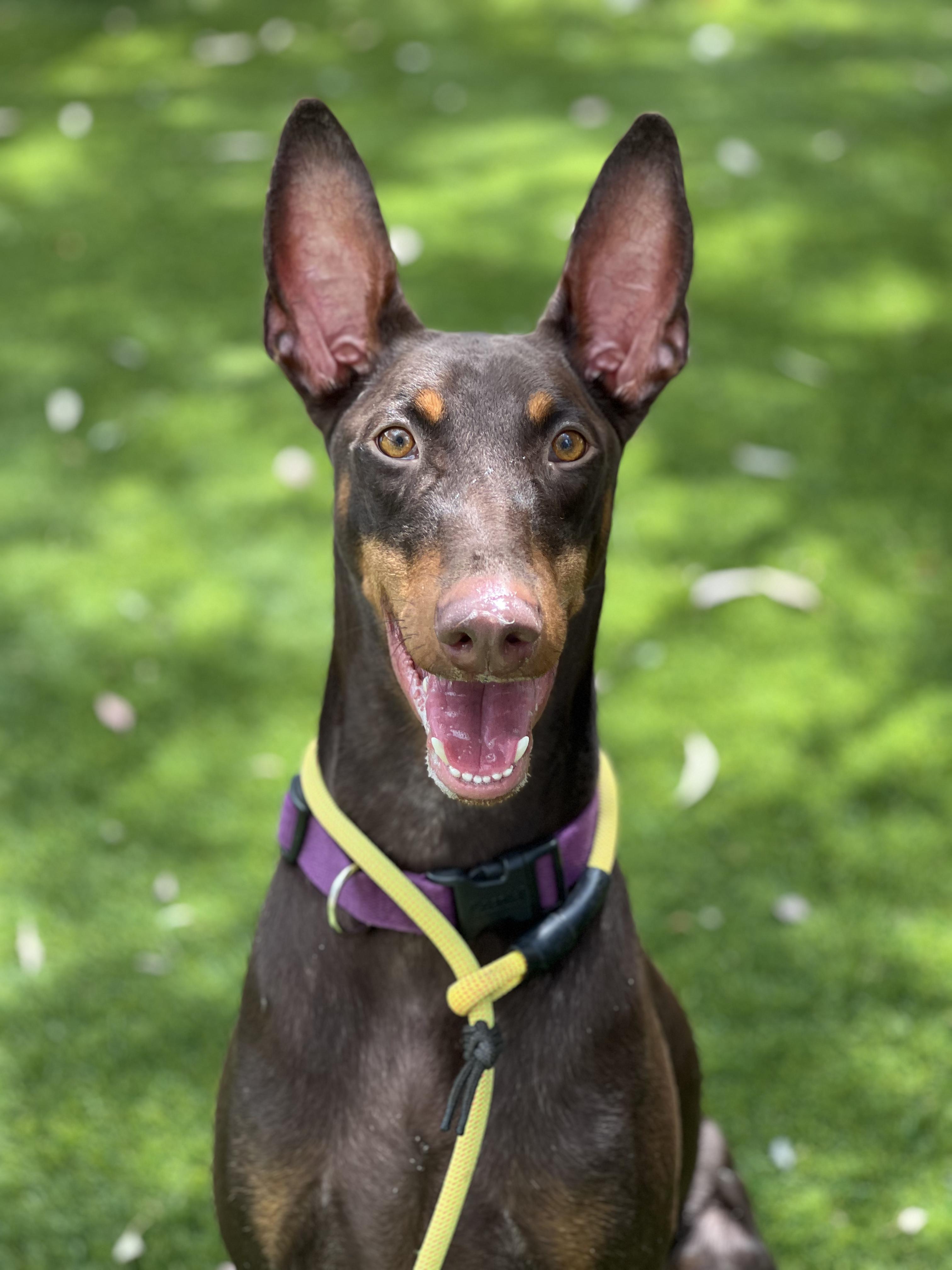 Belle, a ADOPTABLE Doberman Pinscher in West Hollywood, CA image 2/3