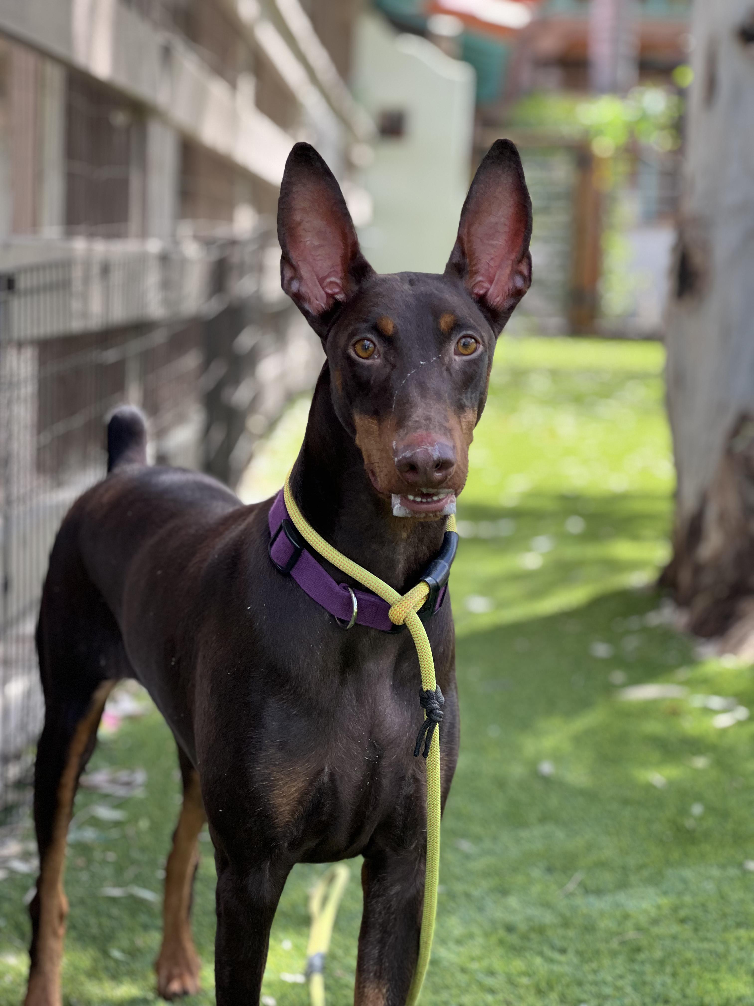 Belle, a ADOPTABLE Doberman Pinscher in West Hollywood, CA image 1/3