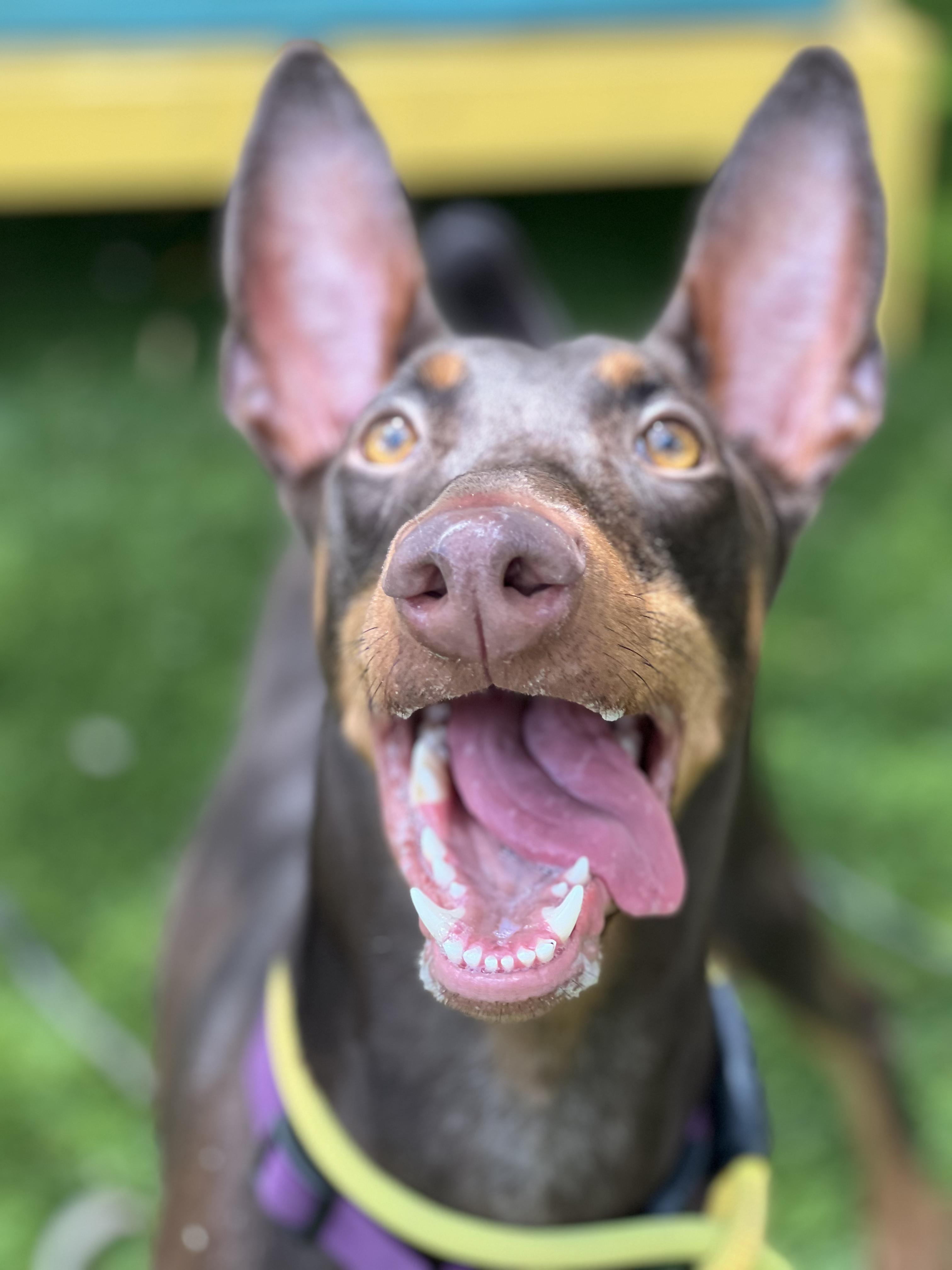 Belle, a ADOPTABLE Doberman Pinscher in West Hollywood, CA image 3/3