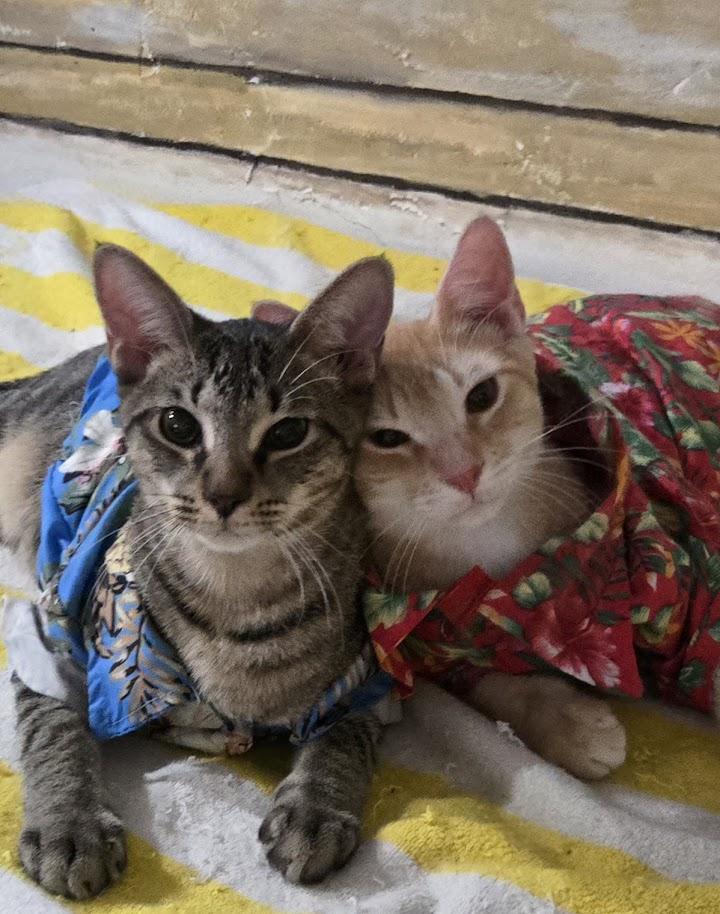 Enlarge HangTen, a ADOPTABLE mixed breed in Miami Beach, FL image 3/3