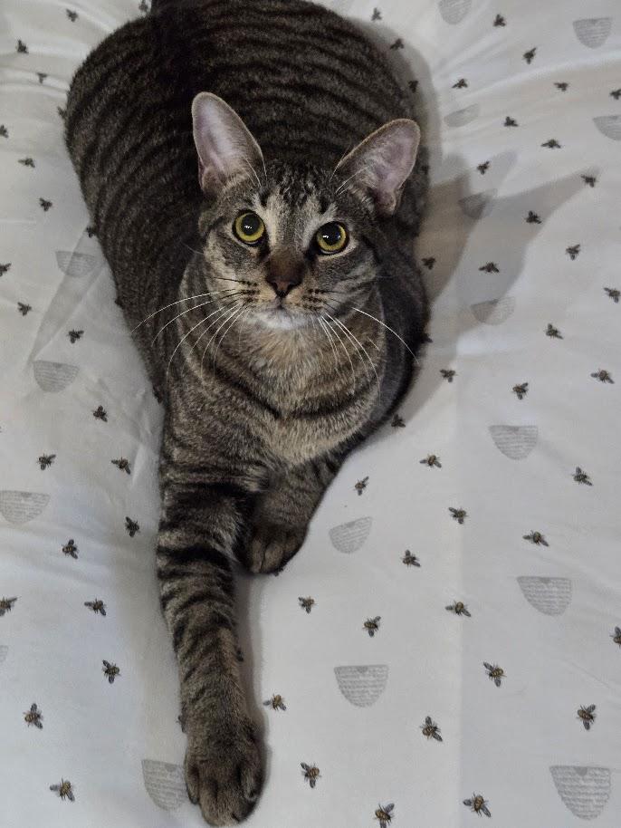 HangTen, ADOPTABLE, Young Male Domestic Short Hair & Oriental Tabby.