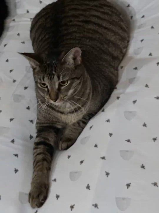 Enlarge HangTen, a ADOPTABLE mixed breed in Miami Beach, FL video 2/3