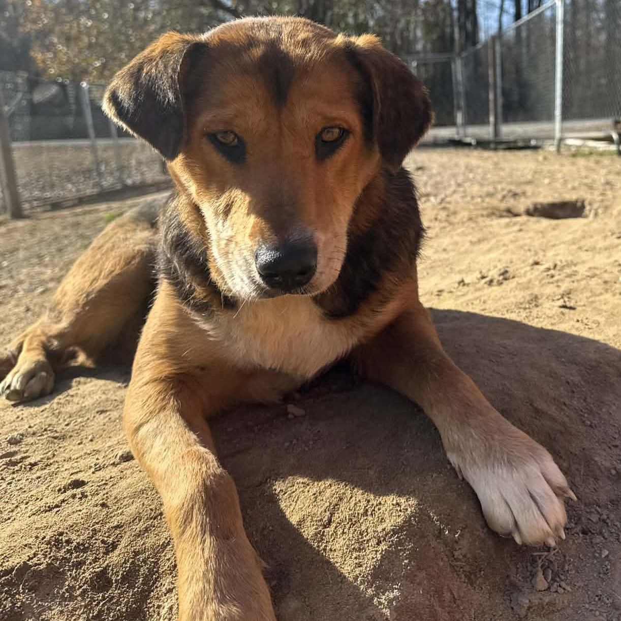 Enlarge  Bonnie, a Adoptable mixed breed in Hopkinton, MA image 2/5