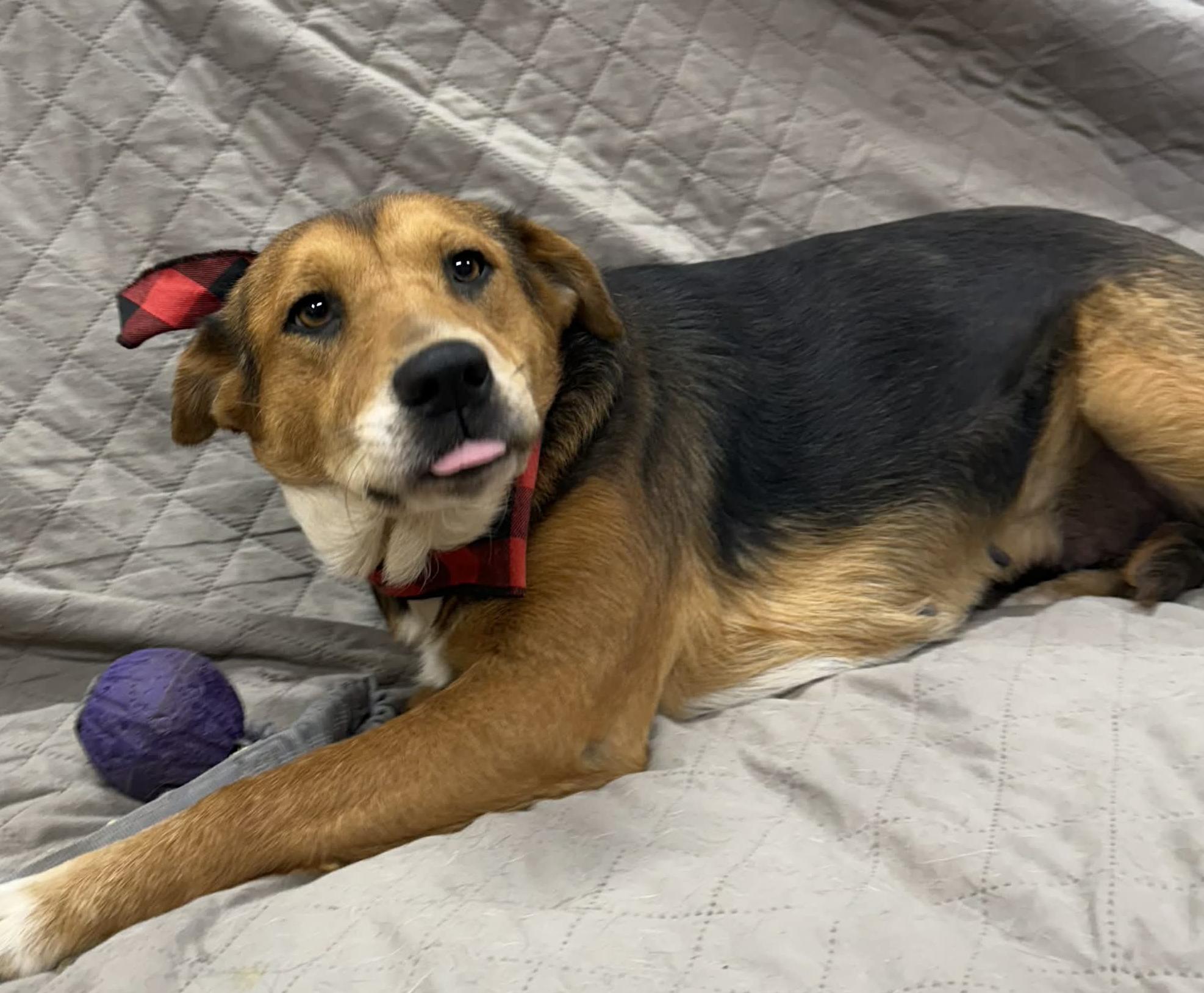 Enlarge  Bonnie, a Adoptable mixed breed in Hopkinton, MA image 3/5