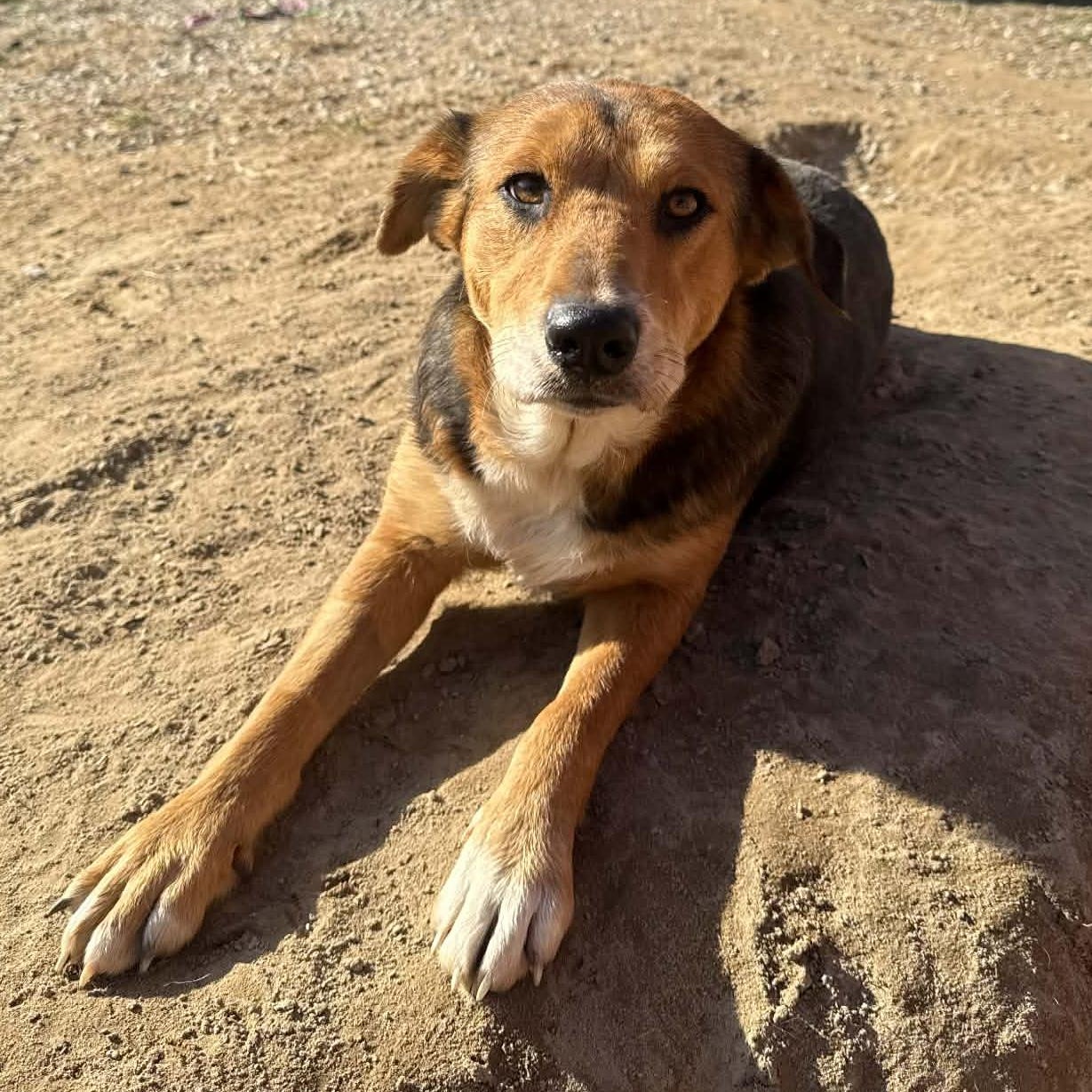 Enlarge  Bonnie, a Adoptable mixed breed in Hopkinton, MA image 4/5