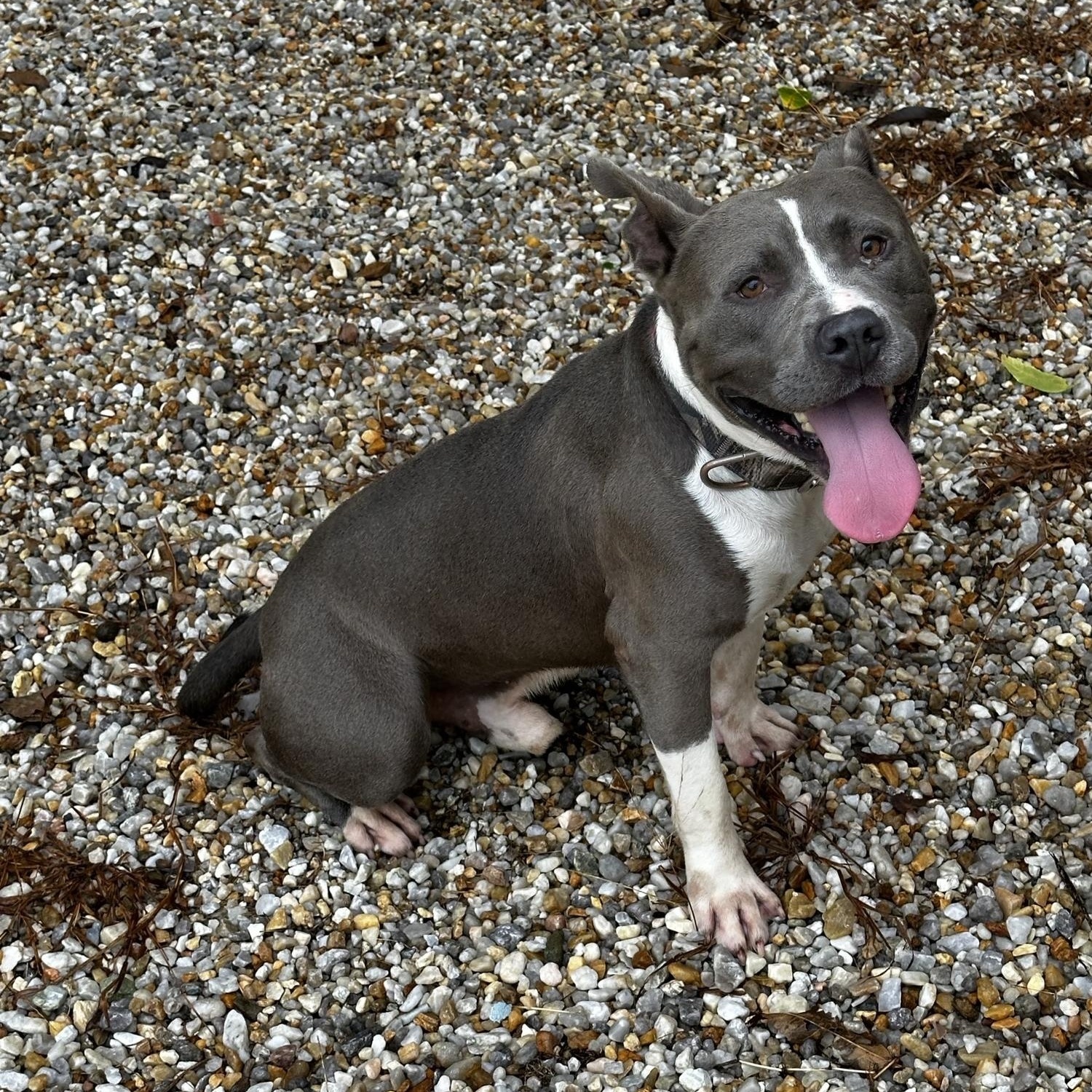 Falcon *Courtesy post*, a Adoptable Pit Bull Terrier in Chesapeake, VA image 1/5