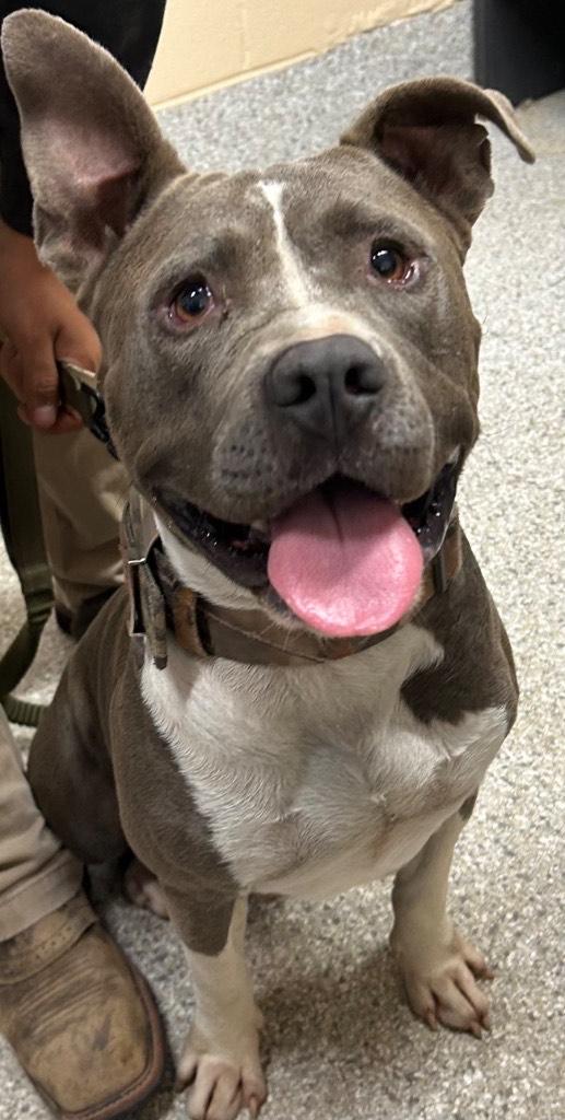 Falcon *Courtesy post*, a Adoptable Pit Bull Terrier in Chesapeake, VA image 2/5