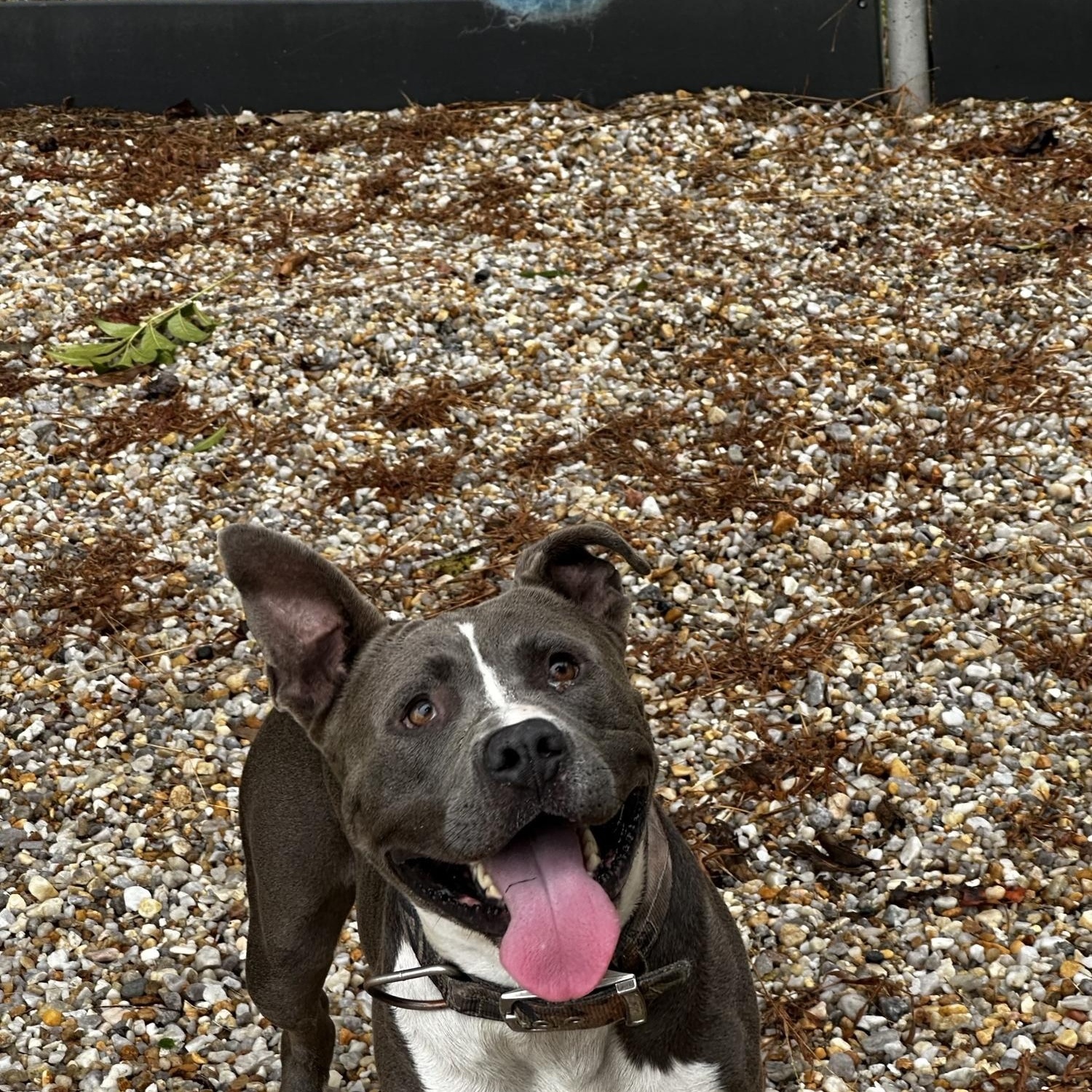 Falcon *Courtesy post*, a Adoptable Pit Bull Terrier in Chesapeake, VA image 3/5