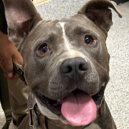 Falcon *Courtesy post*, Adoptable, Adult Male Pit Bull Terrier.