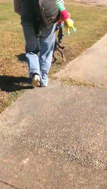 Enlarge Falcon *Courtesy post*, a Adoptable Pit Bull Terrier in Chesapeake, VA video 5/5