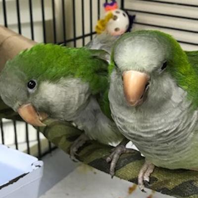Enlarge Sandy and Kiwi, a Adoptable Quaker Parakeet in Jacksonville, FL image 1/1