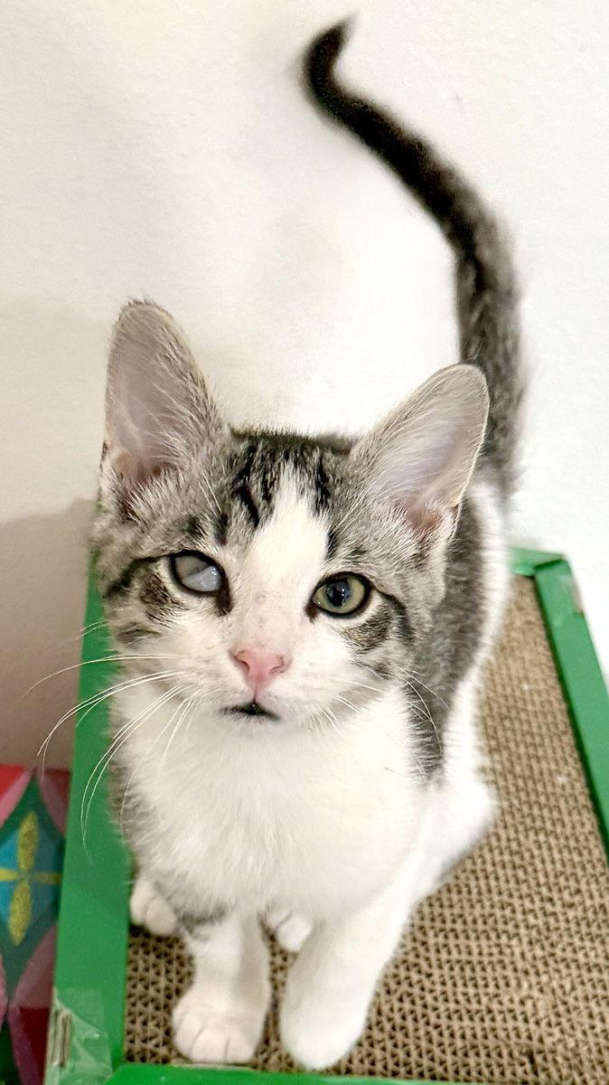 Roman, Adoptable, Kitten Male Domestic Short Hair.