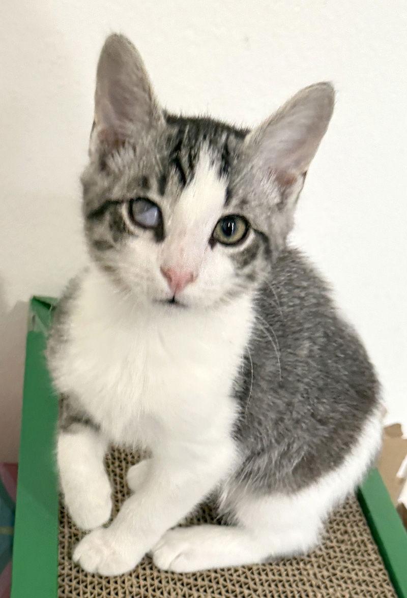 Enlarge Roman, a Adoptable Domestic Short Hair in Ventura, CA image 2/3