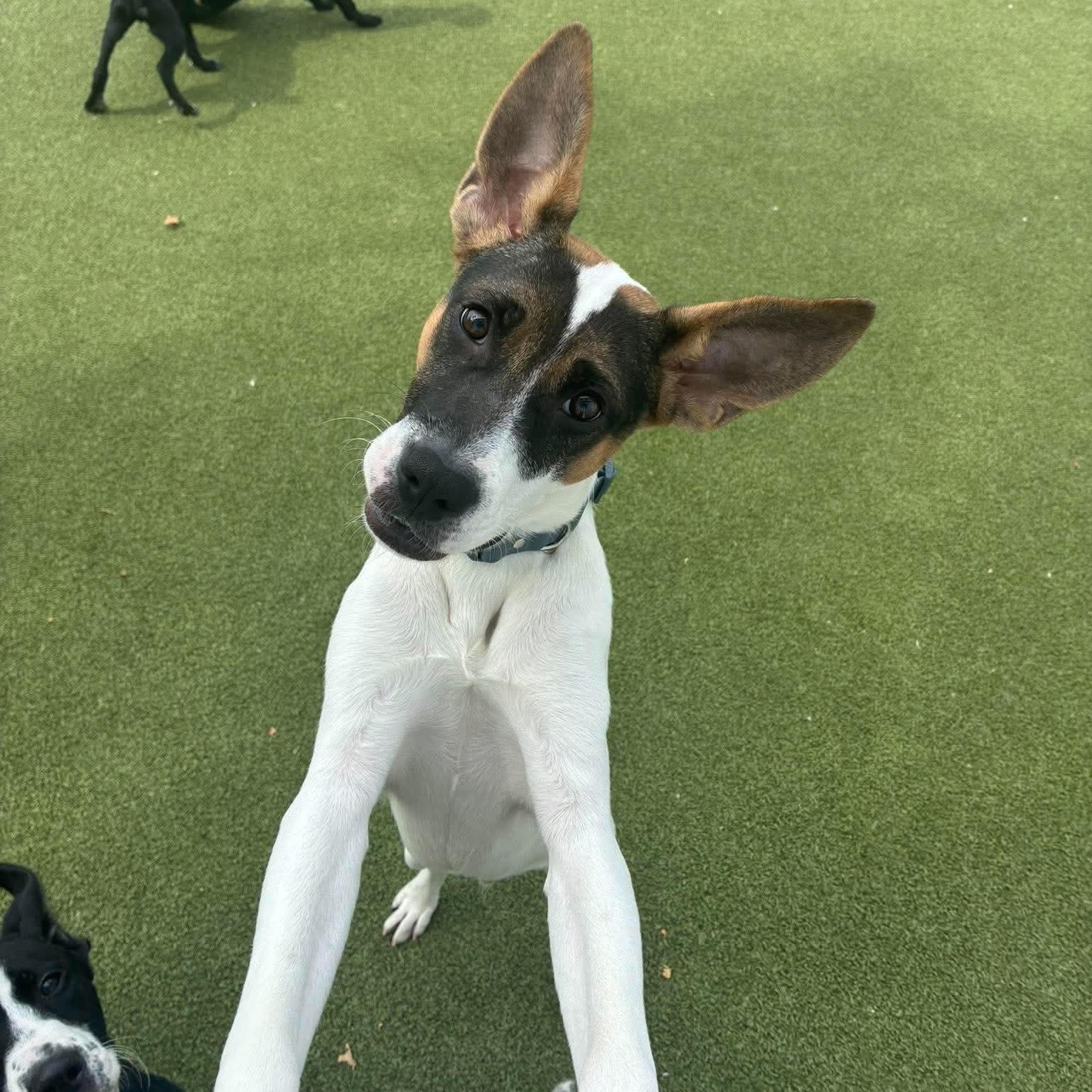 Enlarge BATMAN, a Adoptable mixed breed in Stamford, CT image 4/6