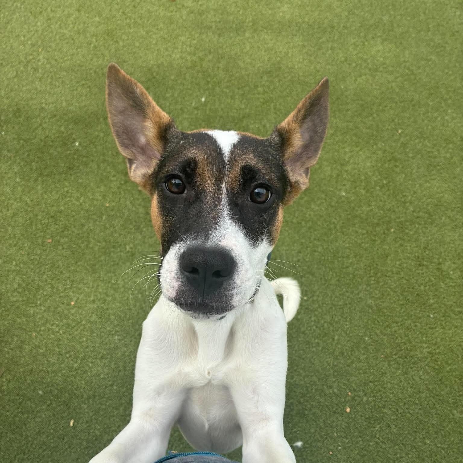 Enlarge BATMAN, a Adoptable mixed breed in Stamford, CT image 3/6