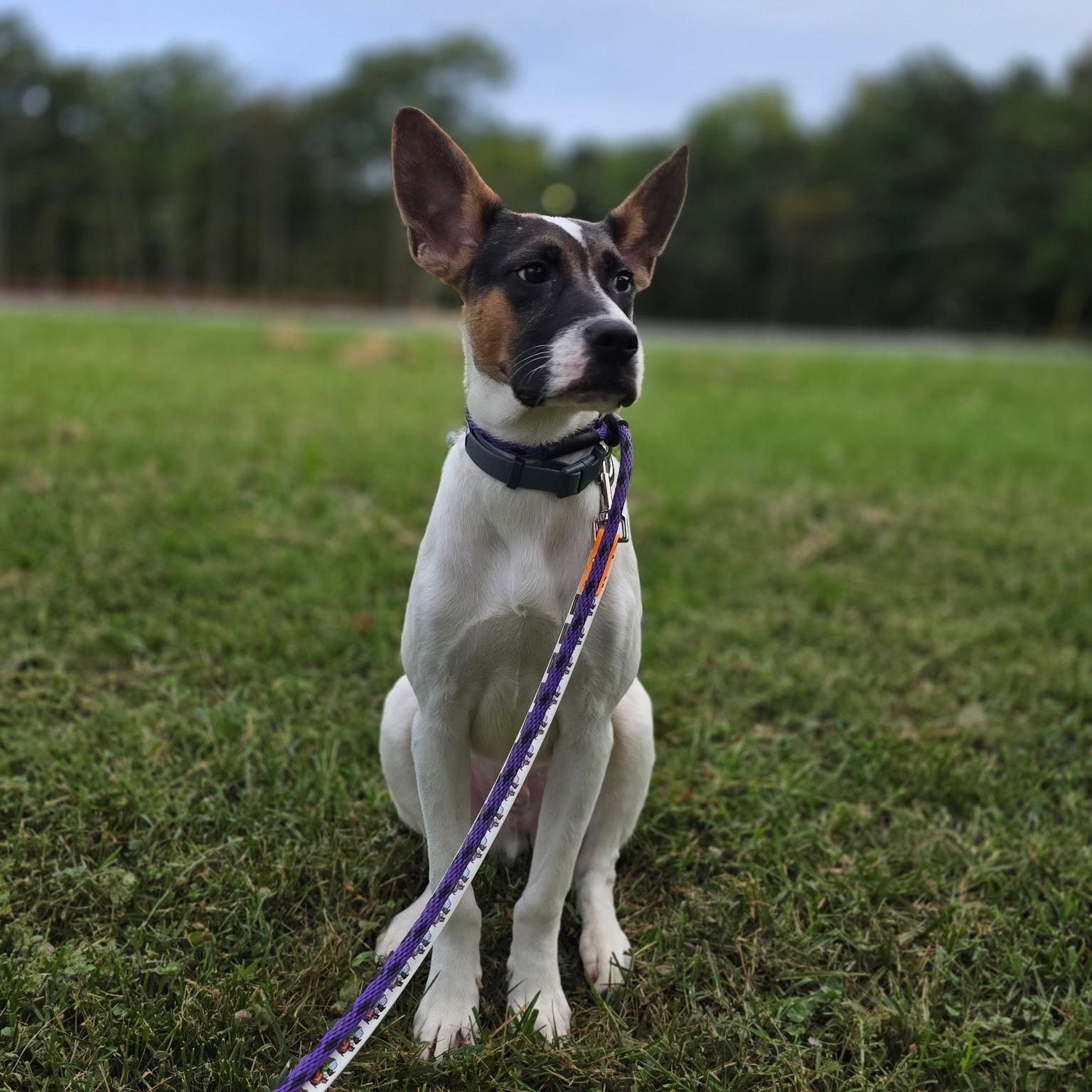 Enlarge BATMAN, a Adoptable mixed breed in Stamford, CT image 5/6