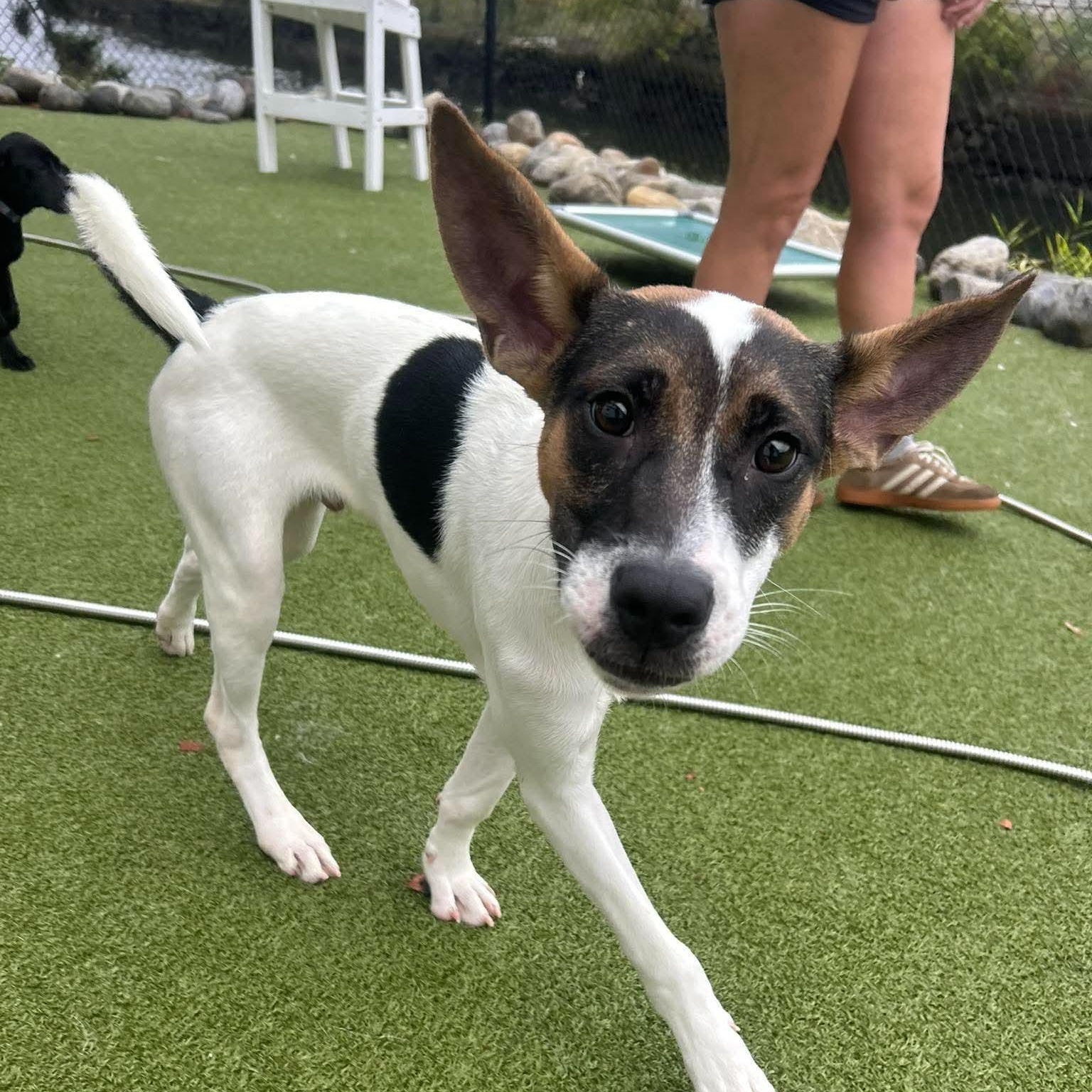 Enlarge BATMAN, a Adoptable mixed breed in Stamford, CT image 2/6