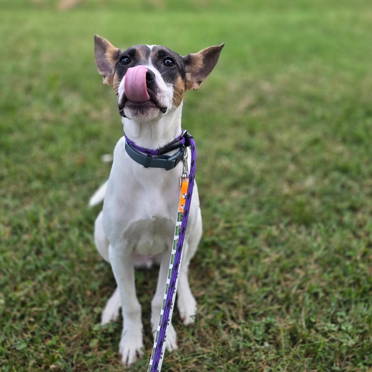 Enlarge BATMAN, a Adoptable mixed breed in Stamford, CT image 6/6