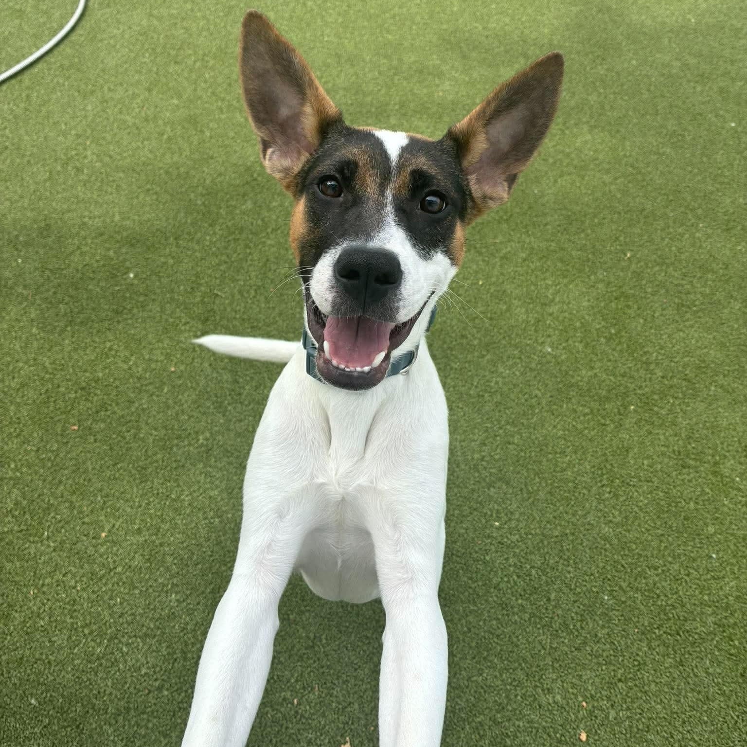 BATMAN, Adoptable, Young Male Mixed Breed.