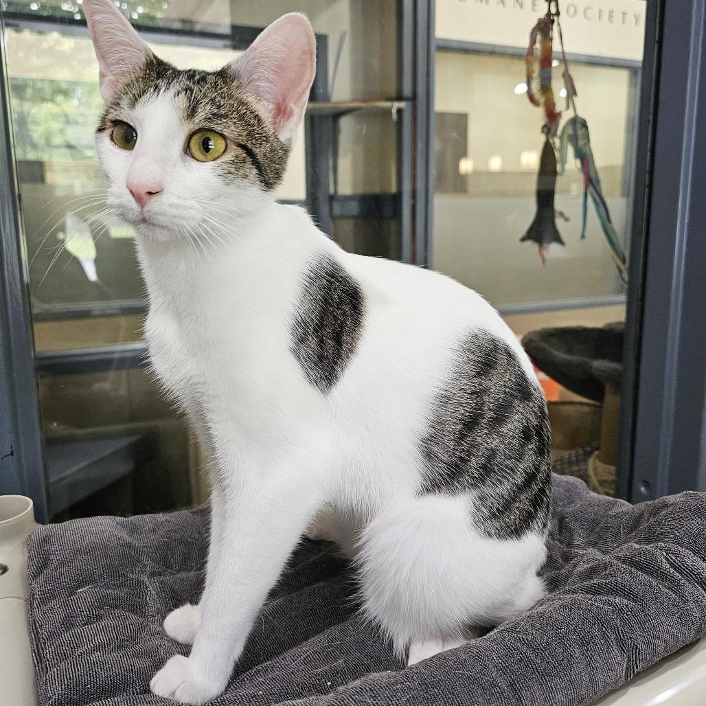 Enlarge Lani, a Adoptable Domestic Short Hair in Versailles, KY image 1/3