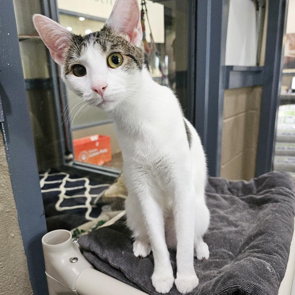 Enlarge Lani, a Adoptable Domestic Short Hair in Versailles, KY image 2/3